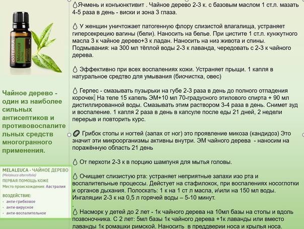 Масло чайного дерева — 10 свойств и применение, а также влияние на здоровье организма