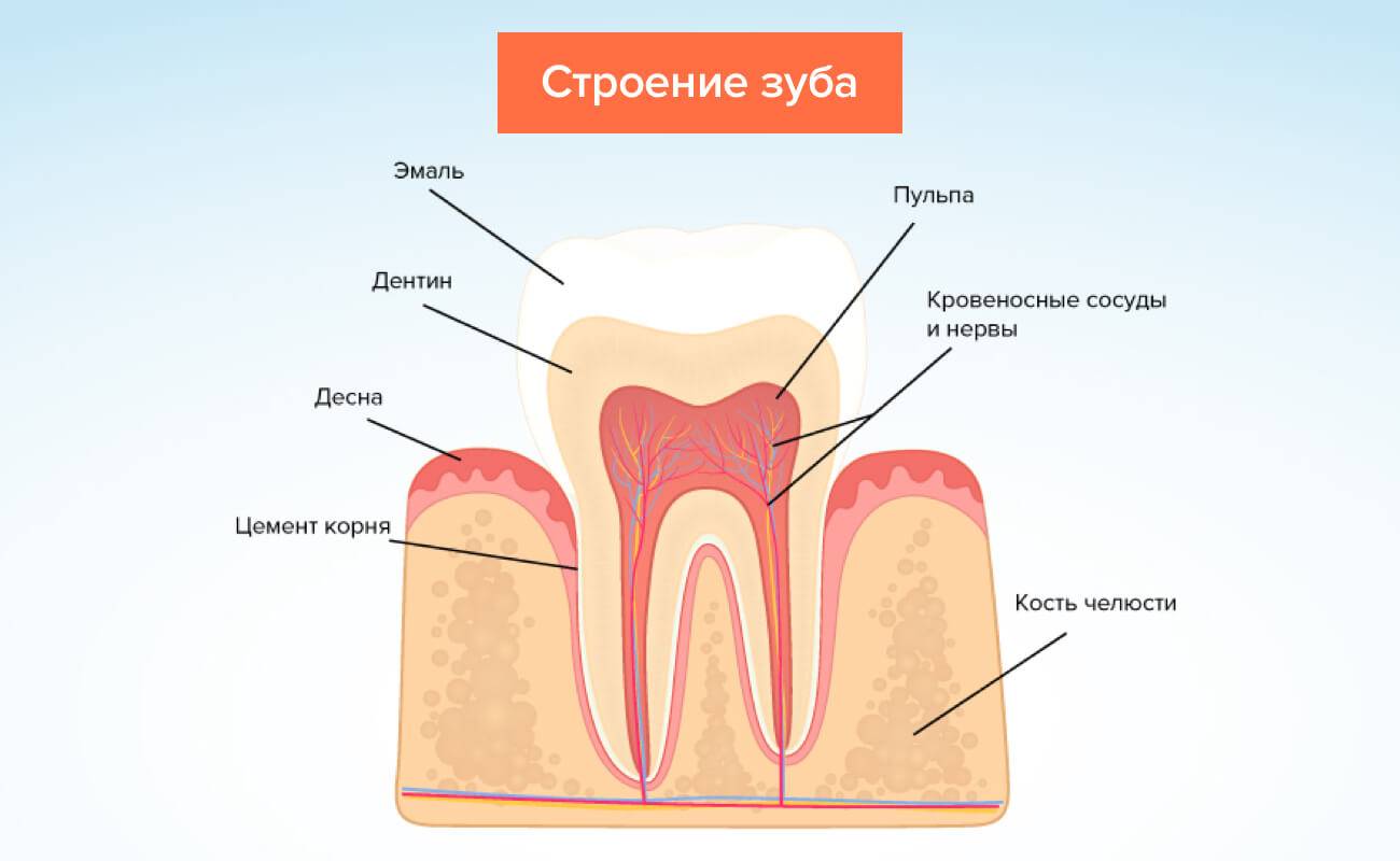 Нервы в зубах схема