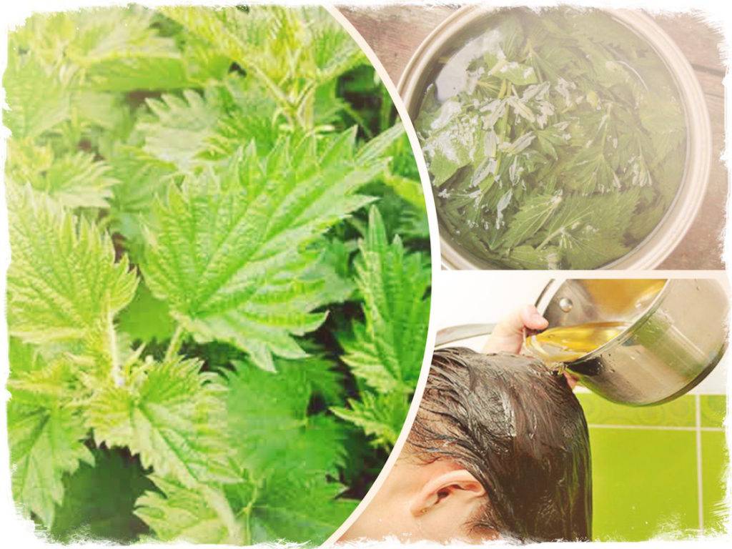 Отвар листьев крапивы для лица: полезные свойства, рецепты для жирной, проблемной, чистой кожи