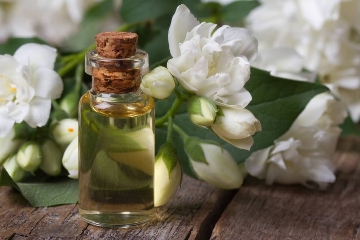 Эфирное масло жасмина, его свойства, применение, рецепты | ароматы и цветы для здоровья-красоты